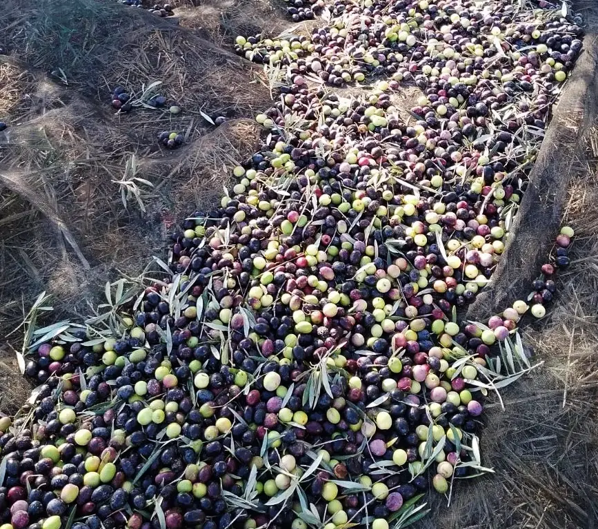Aceitunas - la huerta de carmen