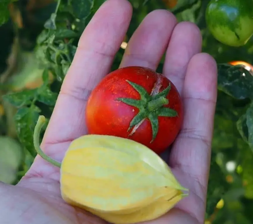 Frescura del campo a tu mesa - la huerta de carmen