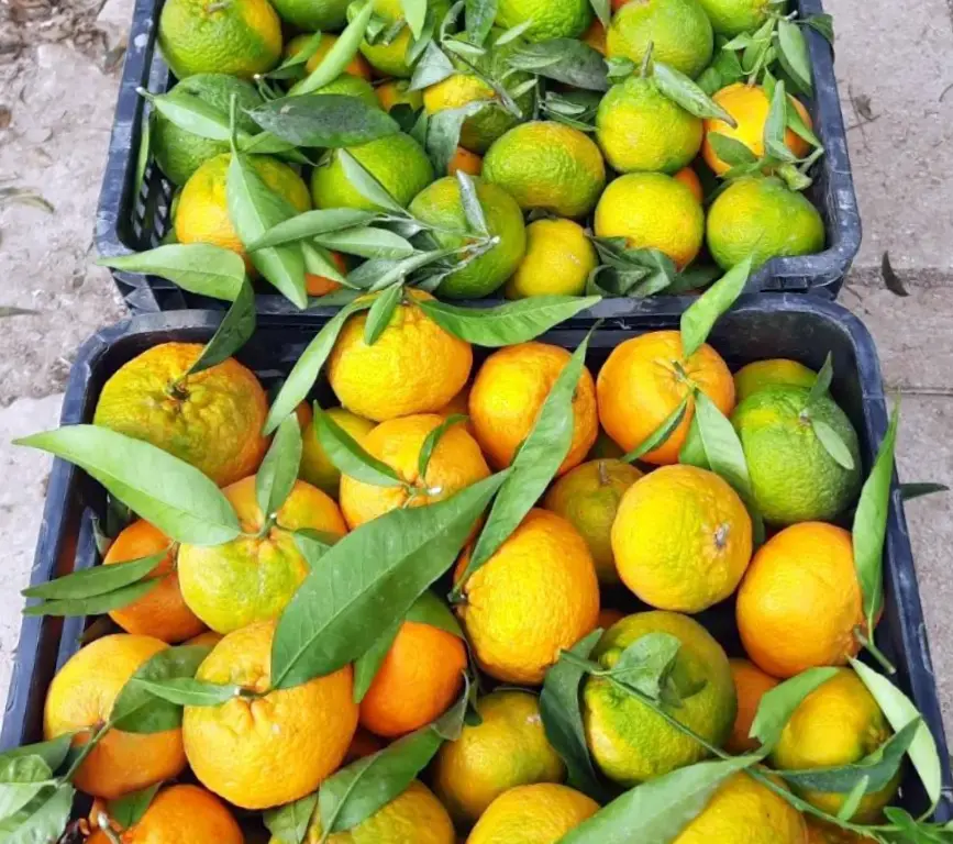 Naranjas - la huerta de carmen