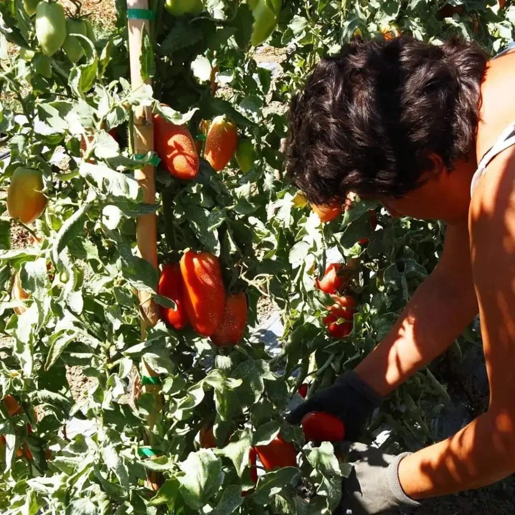 Productos de temporada - la huerta de carmen