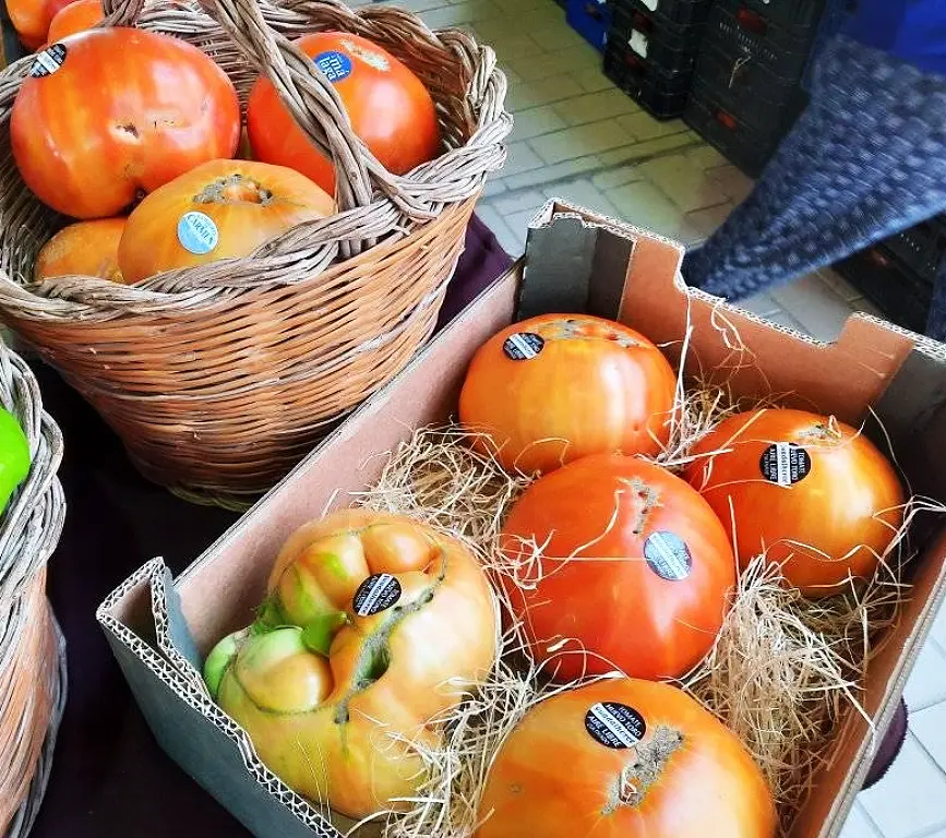 Tomate _Huevo de Toro__ Un Tesoro Recuperado - la huerta de carmen