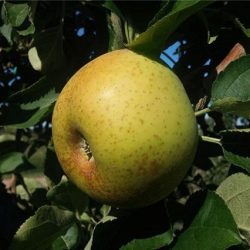MANZANO Reineta Blanca de Canadá