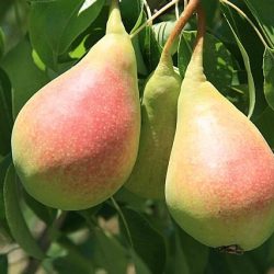 PERAL Etrusca