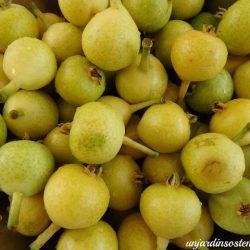 PERAL SANJUANERO